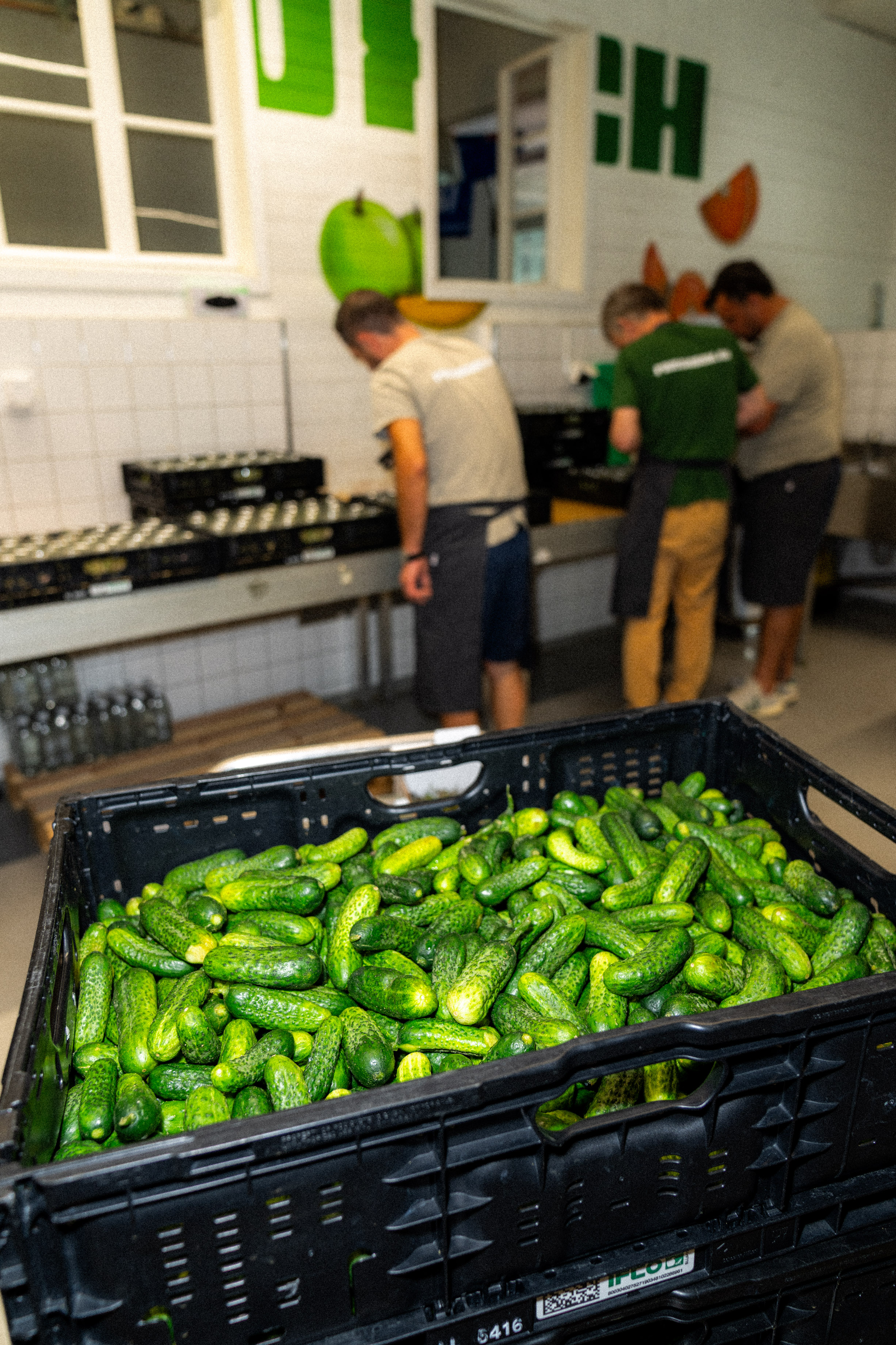 Frische Gurken in Kisten aus der neuen Produktion